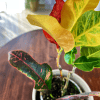 Trójskrzyn pstry/Kroton Mammi (Codiaeum variegatum) Codiaeum variegatum Mammi 3
