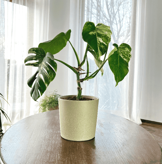 Monstera deliciosa Variegata Monstera deliciosa Variegata 1