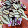 Pasiatka zwisła/ Trzykrotka zebra (Tradescantia zebrina) Tradescantia zebrina 2