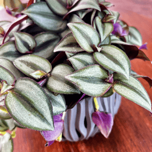 Pasiatka zwisła/ Trzykrotka zebra (Tradescantia zebrina) Tradescantia zebrina 2