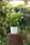 Hortensja bukietowa 'Mega Pearl' Hydrangea paniculata 'Mega Pearl' 2