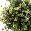 Macierzanka zwyczajna 'Foxley' Thymus Foxley 2