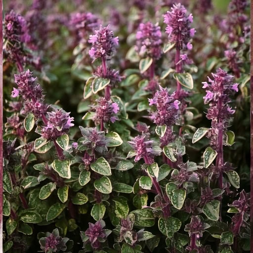 Macierzanka zwyczajna 'Foxley’