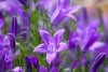 Dzwonek poszarskiego Werner Arends Campanula poscharskyana Werner Arends 4