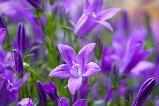 Dzwonek poszarskiego Werner Arends Campanula poscharskyana Werner Arends 4