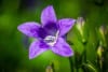 Dzwonek poszarskiego Werner Arends Campanula poscharskyana Werner Arends 3