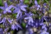 Dzwonek poszarskiego Werner Arends Campanula poscharskyana Werner Arends 1