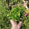 Dzwonek poszarskiego Werner Arends Campanula poscharskyana Werner Arends 2