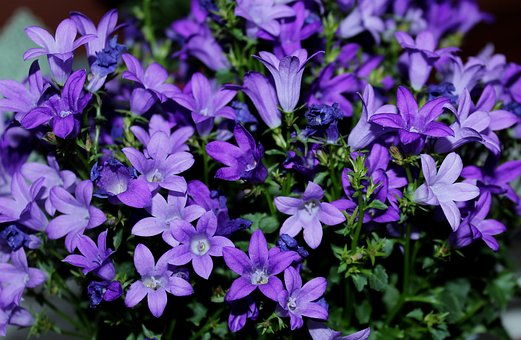 Dzwonek poszarskiego Werner Arends Campanula poscharskyana Werner Arends 6
