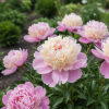 Piwonia Sorbet Peonia Sorbet 3
