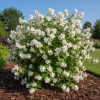 Jaśminowiec wonny Polar star Philadelphus Polar star 3