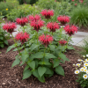 Pysznogłówka MIX Monarda mix 3