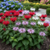 Pysznogłówka MIX Monarda mix 4