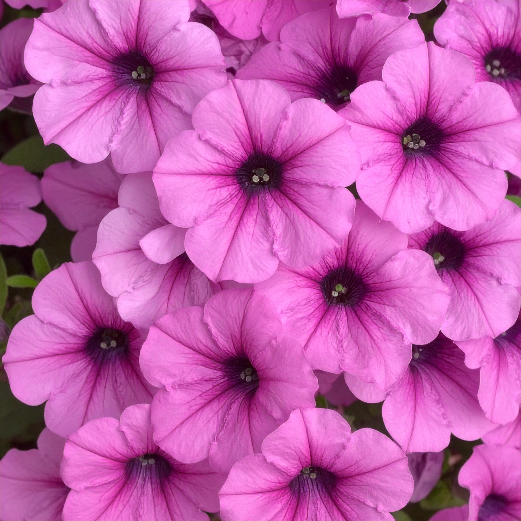 Mini Supertunia Vista Hot Pink