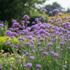Werbena patagońska ''Bonnie Blue'' Verbena Bonariensis "Bonnie Blue"; 2