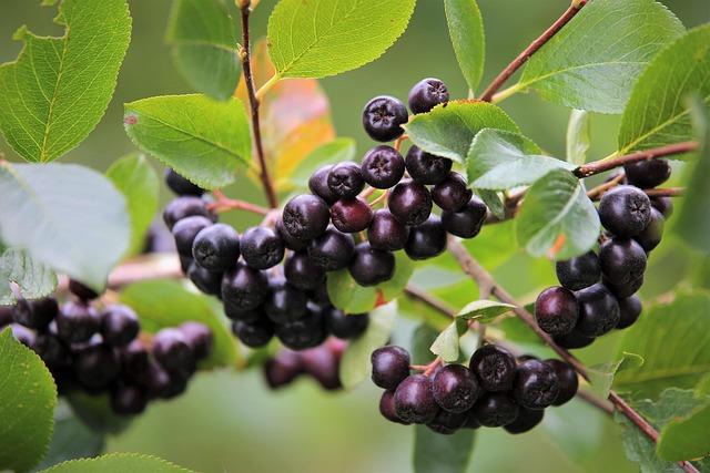 Krzew aronii czarnoowocowej latem