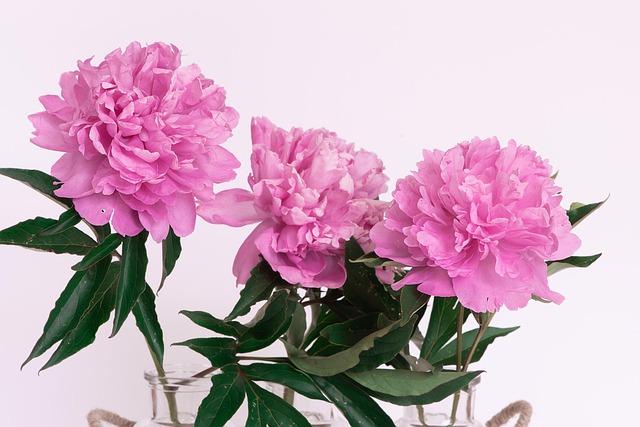 peonies, pink, pink peonies, beautiful flowers, flower, pink flowers, flower background, blossoms, nature, double flowers, flower wallpaper, close up