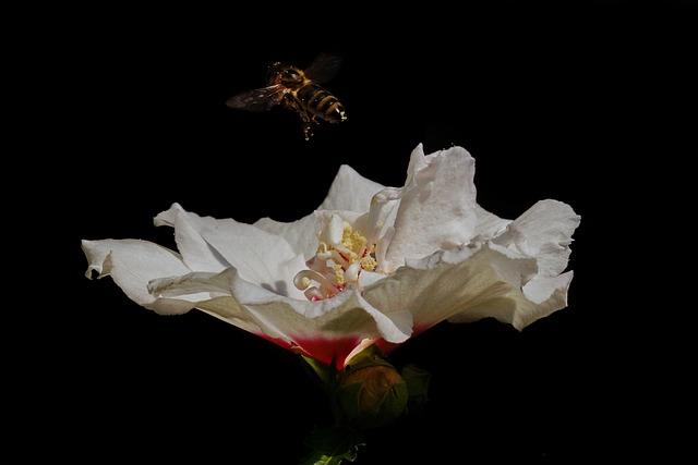 garden hibiscus, hibiscus syriacus, speciosus, garden marshmallow, hibiscus, exotic ornamental shrub, red central spot, double flower, black background
