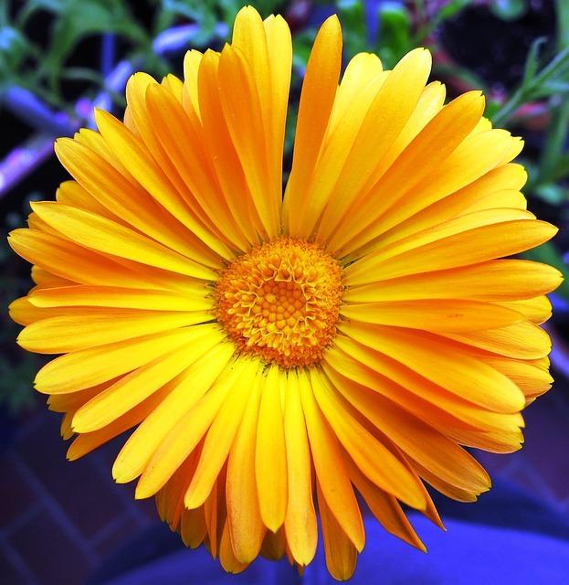 blossom, bloom, yellow, marigold