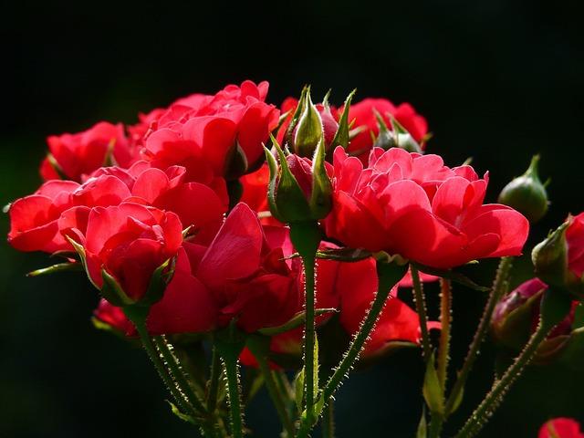 Roze: Najpiękniejsze odmiany róż do każdego ogrodu