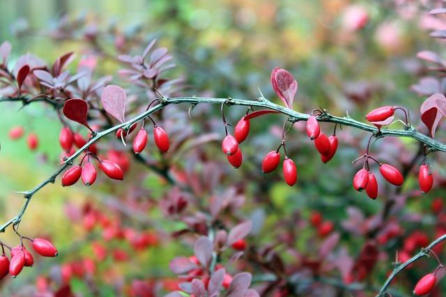 barberry, bush, the fruits of barberry, red, red barberry, barberry, barberry, barberry, barberry, barberry
