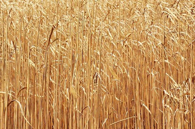 Miskant olbrzymi (Miscanthus × giganteus) – wysokie źdźbła