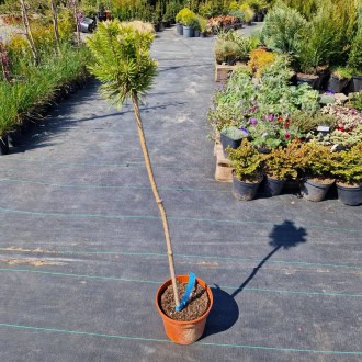 Drzewko w doniczce na plantacji ogrodniczej, gotowe do sadzenia w ogrodzie, z różnorodnymi roślinami.