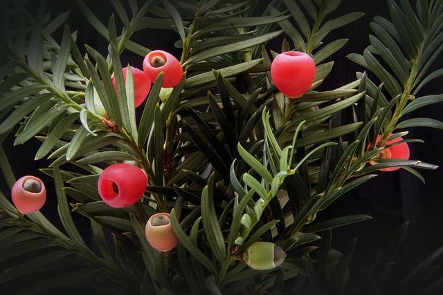 yew, taxus, plant, shrub, evergreen, nature, taxaceae, conifer, seeds, red, fleshy, seed coat, cup shaped, poisonous, ingredients, taxin b