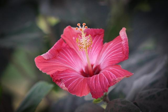 shoeblackplant, chinese hibiscus, china rose, hawaiian hibiscus, flower wallpaper, rose mallow, hibiscus rosa-sinensis, pink flower, flower, flower background, beautiful flowers, nature, garden, close up