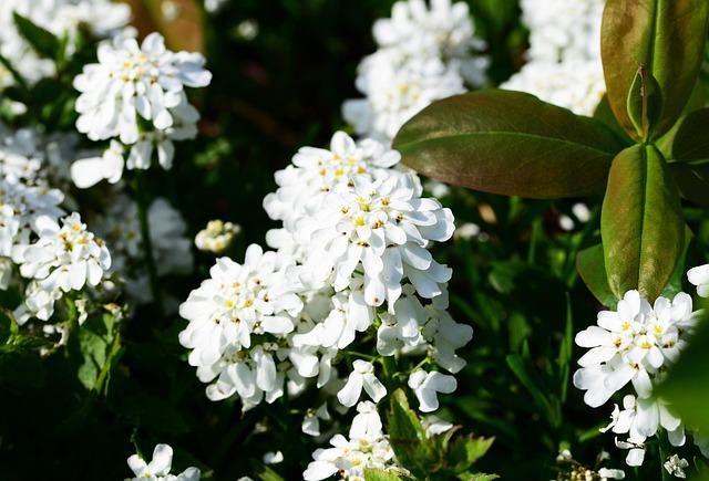Ubiorek wiecznie zielony – Iberis sempervirens na skalniaki, rabaty i skarpy