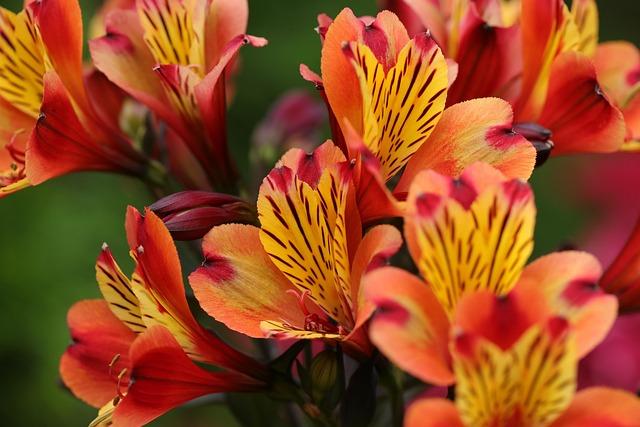 flowers, wallpaper 4k, wallpaper hd, windows wallpaper, petals, hd wallpaper, plants, alstroemeria, 4k wallpaper, flora, garden plants, laptop wallpaper, flower background, beautiful flowers, nature background, free background, mac wallpaper, cut flowers, flower wallpaper, desktop backgrounds, nature wallpaper, colorful, 4k wallpaper 1920x1080, cool backgrounds, beautiful wallpaper, full hd wallpaper, macro, background, free wallpaper, wallpaper, beautiful nature, inca lily, nature