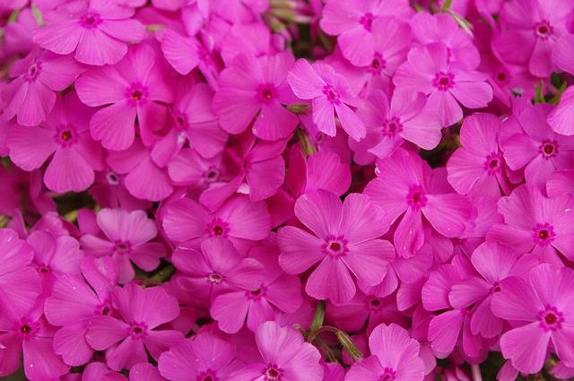phlox subulata, pink, beautiful flowers, flowers, plant, garden, spring, bloom, creeping phlox, flower wallpaper, flower background, moss phlox, nature, petals, blooming, ground cover, pink gardening, pink plants