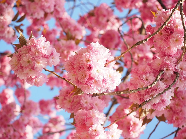 Sakura w pełnym rozkwicie, piękne kwiaty na drzewie w ogrodzie.