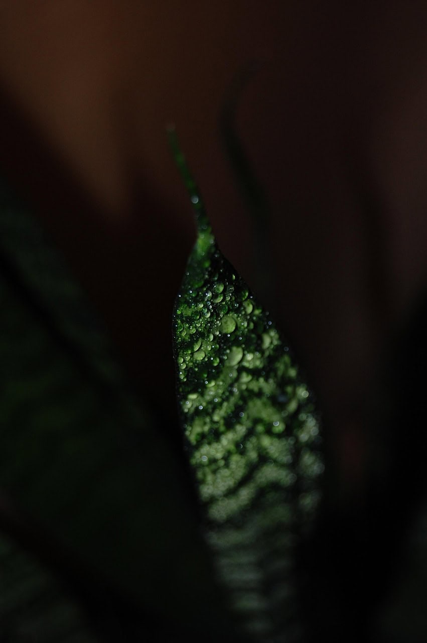 Sansewieria ‘Musica’
