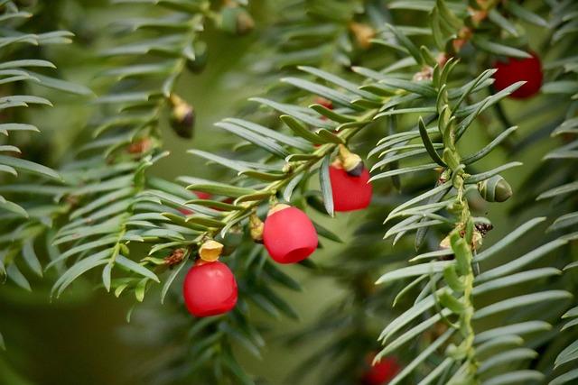 european yew, taxus baccata, common yew, poisonous plant, nature, poisonous, tree, shrub, conifer, close up