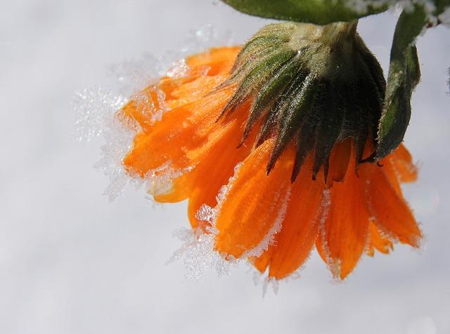 marigold, blossom, bloom, garden marigold, frozen, frost, winter, nature, plant, garden, summer flower