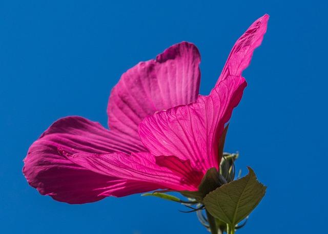 flower, flower background, hibiscus, botany, bloom, blossom, flower wallpaper, nature, petals, growth, beautiful flowers, macro, swamp hibiscus, hibiscus moscheutos, plant