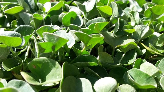 Dichondra – drobne liście tworzące gęsty kobierzec