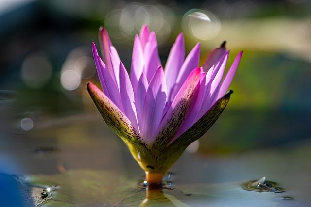 greeting card, free wallpaper, violet, plant, blossom, desktop backgrounds, purple, wallpaper hd, floral background, hd wallpaper, lilia, aroma, windows wallpaper, beautiful wallpaper, summer motive, laptop wallpaper, water, alone, 4k wallpaper, one of a kind, tonality, spring forward, nature wallpaper, free background, cool backgrounds, wonder of nature, positive, wallpaper, just flower, beautiful nature, 4k wallpaper 1920x1080, beauty, nature, love, nature background, poetical, wallpaper 4k, adorable, full hd wallpaper, mac wallpaper, greeting, postcard, enjoy day