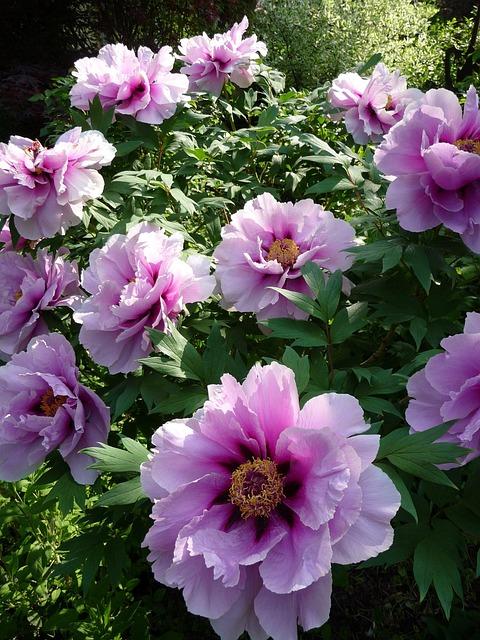 blossoms, bush, peonies, lush, peonies, peonies, peonies, peonies, peonies