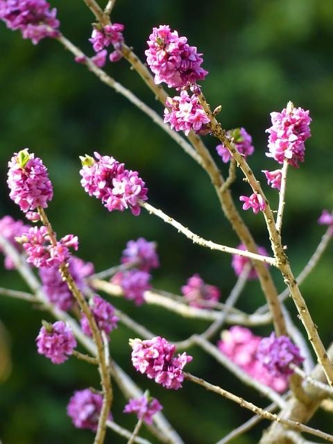 daphne, smell, bloom, violet, purple, branch, plant, blossom, bloom, spring, harbinger of spring, garden, nature, thymelaea plants, thymelaeaceae, real daphne, daphne mezereum, ordinary daphne, basement neck
