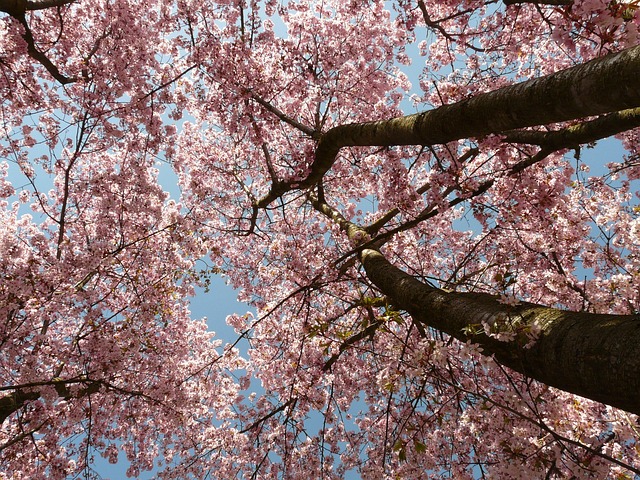 Drzewo sakura w pełnym rozkwicie, kwiaty na tle nieba.