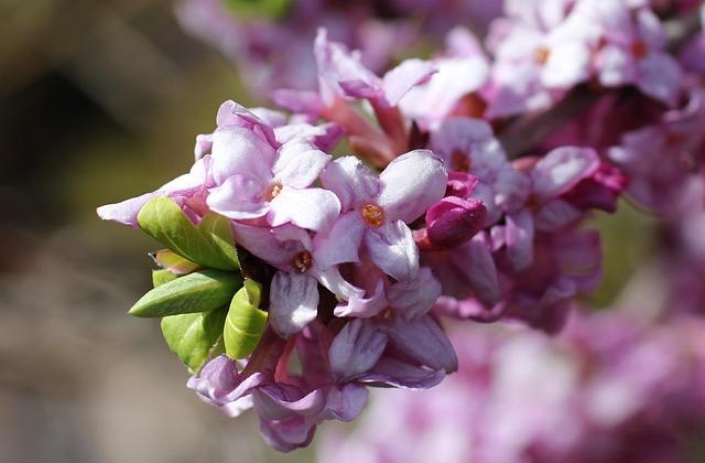 daphne, flowering branch, harbinger of spring, pink flower, daphne, daphne, daphne, daphne, daphne