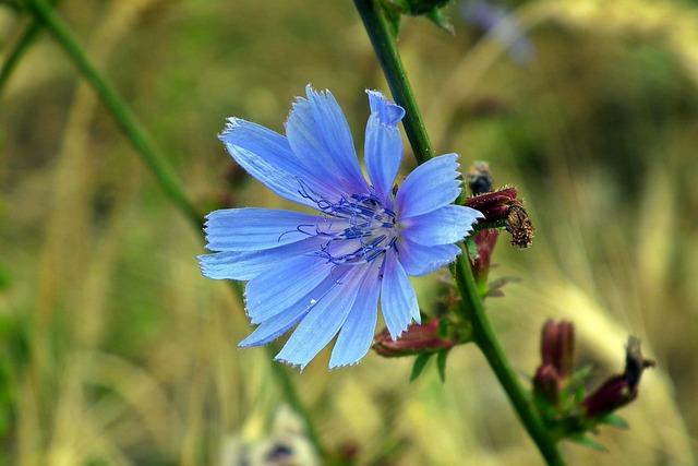 field flower, chicory traveler, blue, nature, summer