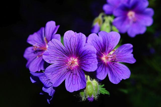 Pelargonia – odmiany, uprawa, podlewanie i choroby