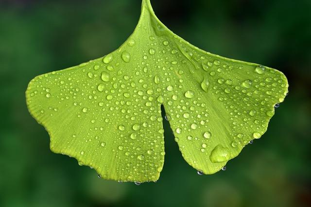 ginko, ginkgo biloba, dewdrop, leaf, nature, morning dew, green, raindrop, close up, isolated, fresh, medicinal plant, asia, leaf, leaf, leaf, leaf, leaf