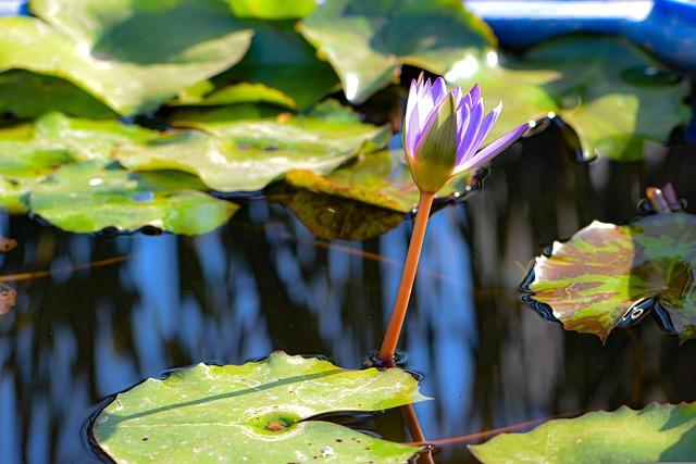 flowers, nature, lotus, flower background, pond, flower wallpaper, lake, free background, botanical, blossom, desktop backgrounds, hd wallpaper, cool backgrounds, floral background, mac wallpaper, bloom, free wallpaper, 4k wallpaper, lilia, full hd wallpaper, beautiful flowers, peaceful, meditation, balance, 4k wallpaper 1920x1080, laptop wallpaper, beautiful wallpaper, windows wallpaper, wallpaper 4k, zen, wallpaper hd, reflection, wallpaper