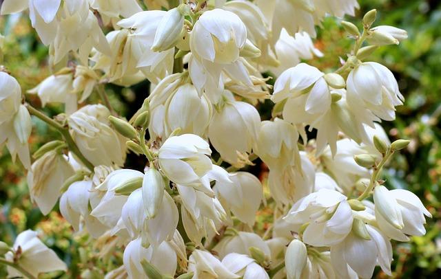 juka garden, plant, flowering, white flowers, summer, perennial, nature