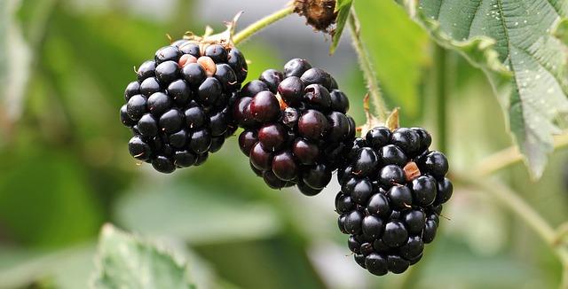 Jeżyny – jak wybrać najlepsze odmiany, jak wygląda uprawa jeżyn i jakie właściwości mają owoce jeżyny?