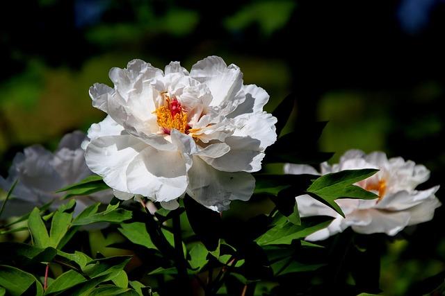 peonies, white peonies, white flowers, garden, flower background, flowers, flora, bloom, beautiful flowers, blossom, botany, flower wallpaper, nature